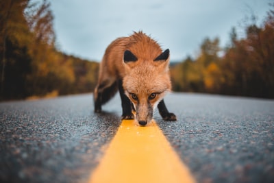 水泥路上的红狐